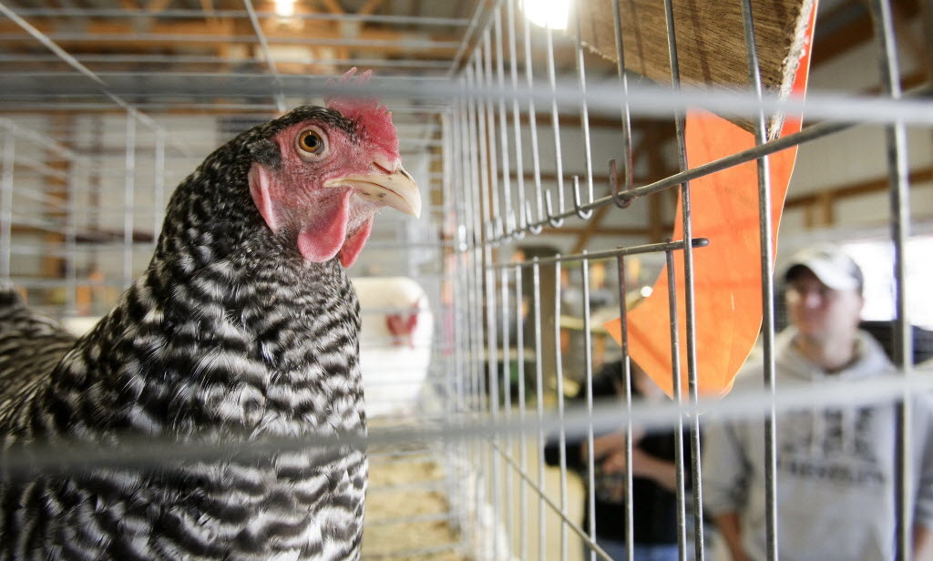 More backyard chickens? West Fargo survey reveals steady support for housing flock - Vimarsana News