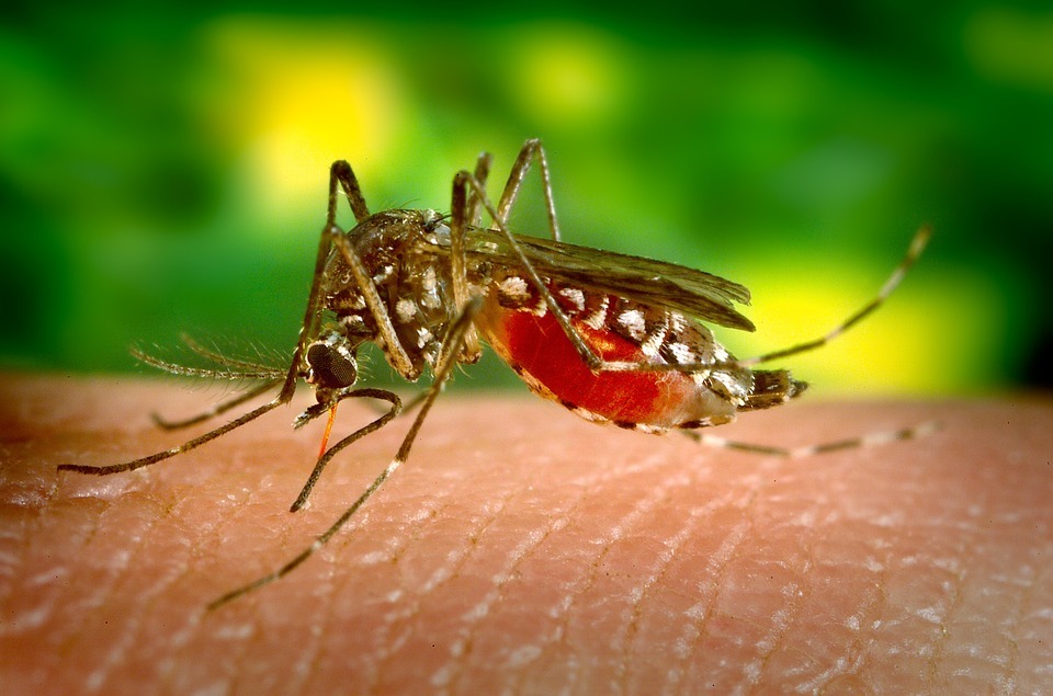 With mosquito counts up, spraying starts in metro area — but not Moorhead - Vimarsana News