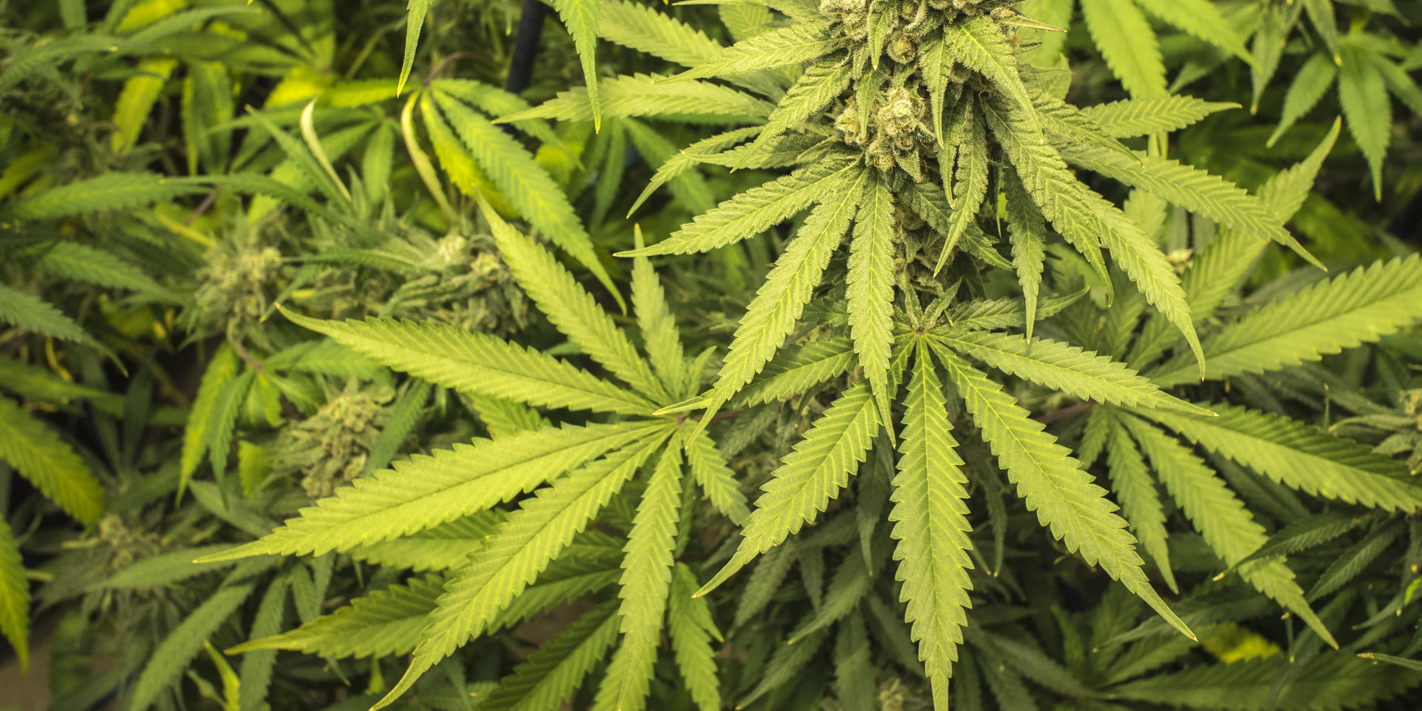 North Dakota group aims to put pot legalization measure on November ballot - Vimarsana News