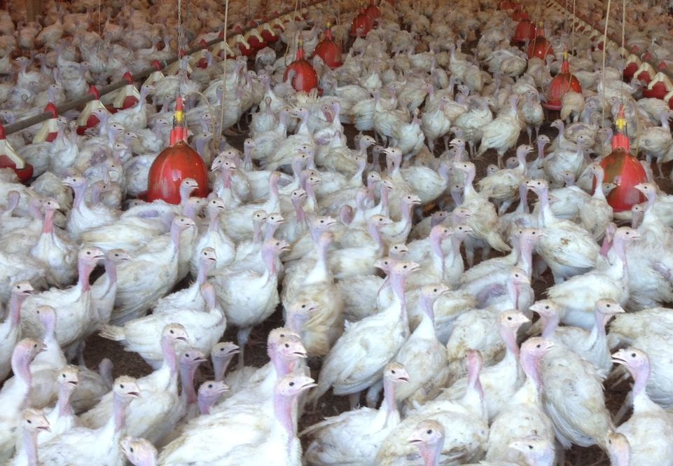 Biosecurity basics for poultry operations - Vimarsana News