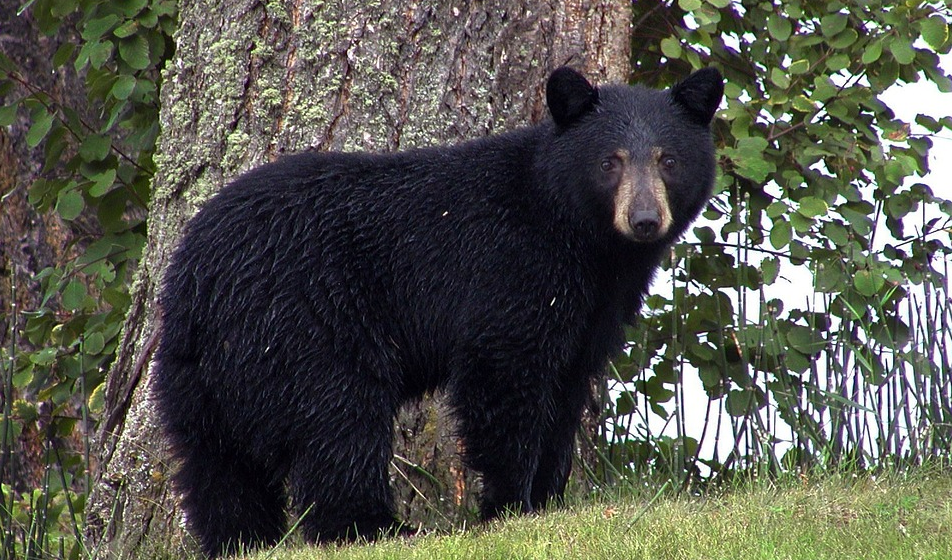 Wisconsin man gets fine, probation for bringing bear carcasses into U.S. illegally - Vimarsana News