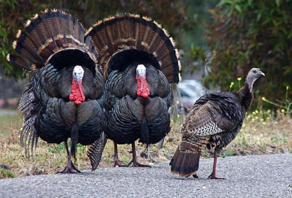 BLANE KLEMEK OUTDOORS: The wild turkey is abundant in Minnesota thanks to ambitious efforts - Vimarsana News