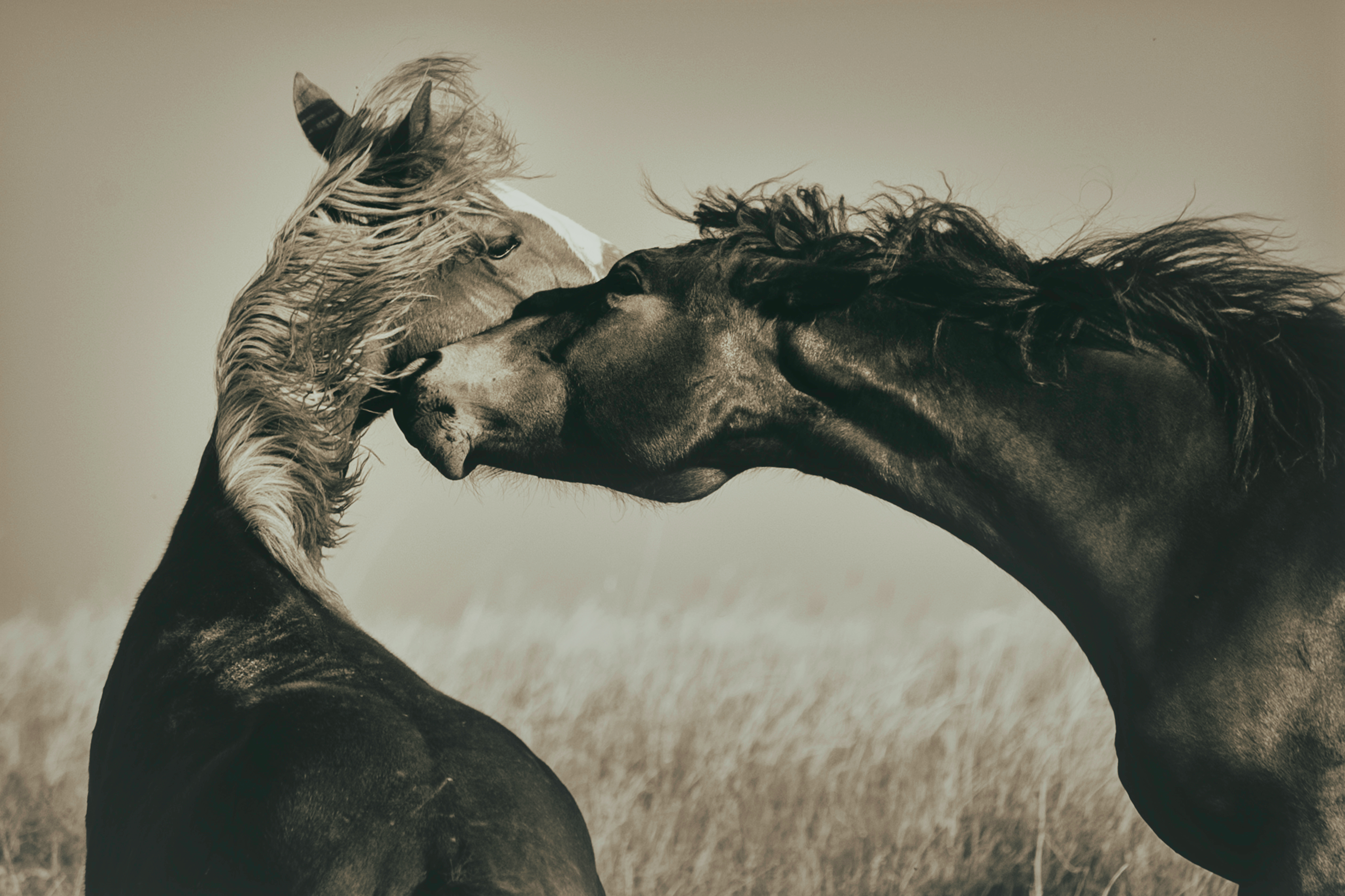 Hoeven, state officials push to maintain wild horses at Theodore Roosevelt National Park - Vimarsana News