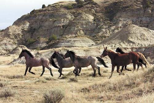 Theodore Roosevelt National Park mulls removing wild horses, kept as a remnant of the open range - Vimarsana News