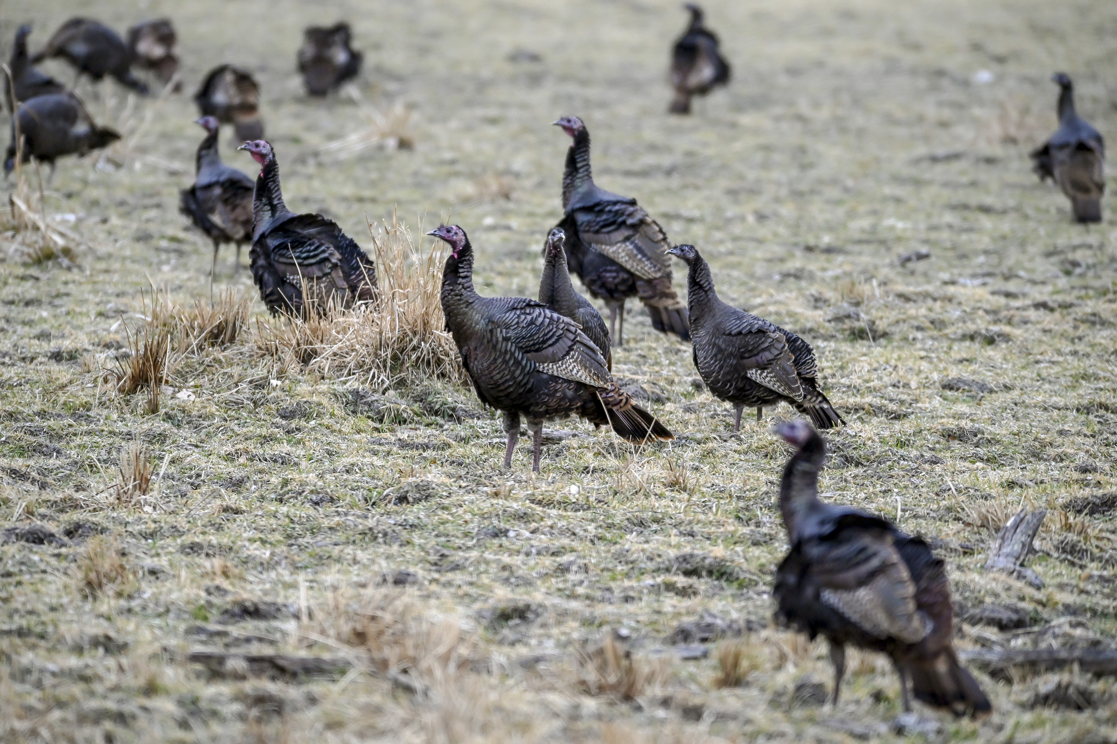 GF&P proposal would drastically expand South Dakota's license limits, locations for fall turkey hunting - Vimarsana News