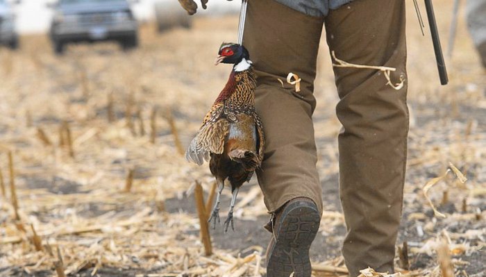 GFP: More than 1 million pheasants harvested last season in South Dakota - Vimarsana News