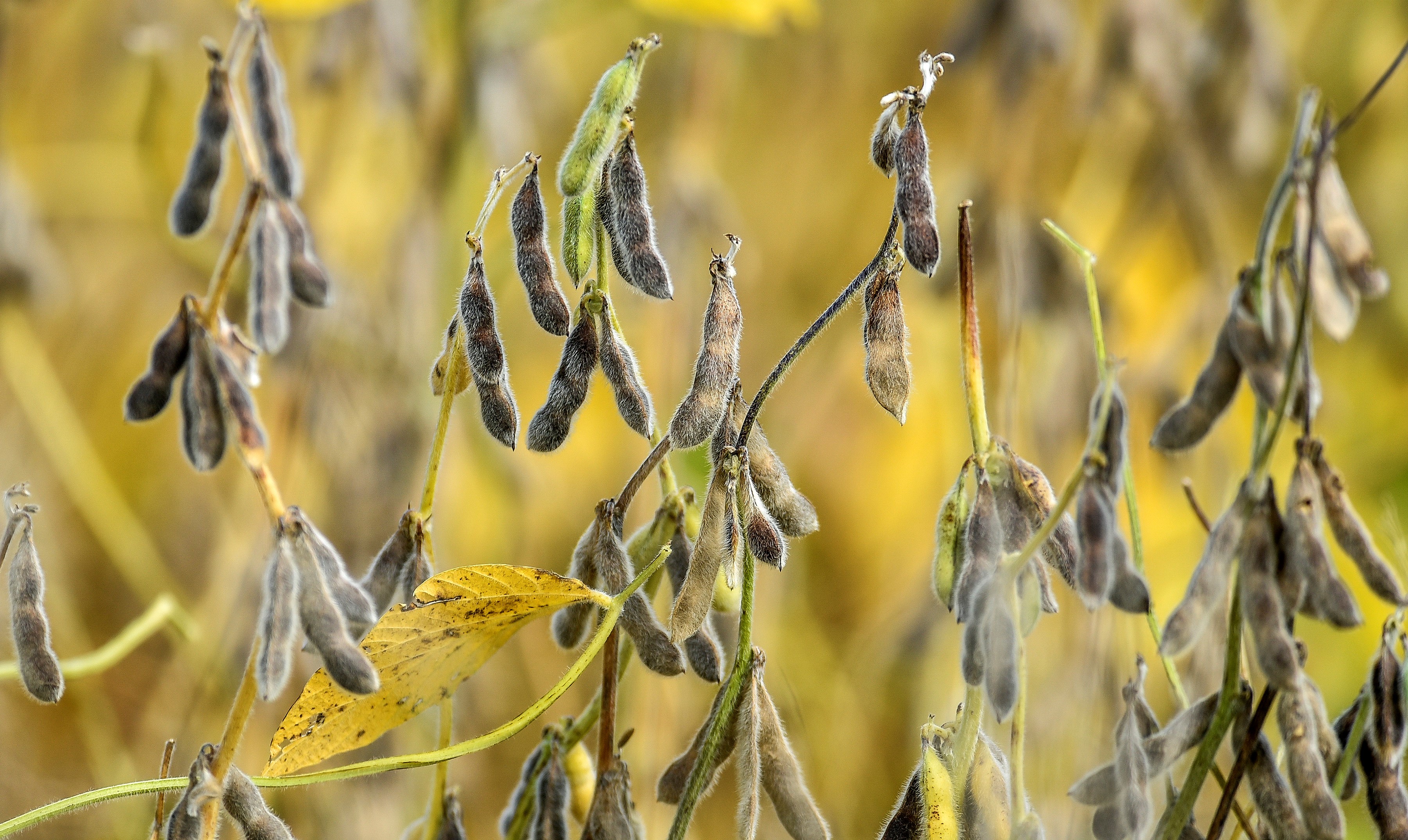 Soybean seed processing company unveils plan to build Mitchell plant, providing 50 new jobs - Vimarsana News