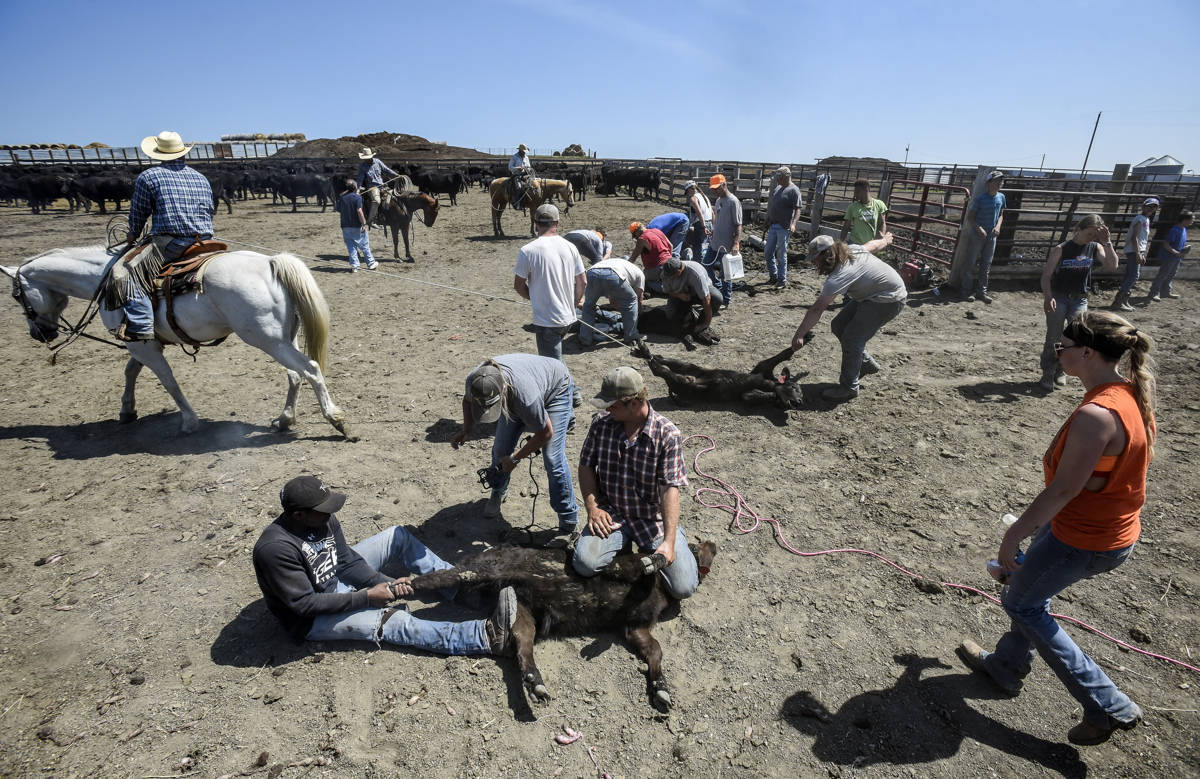 South Dakota ranchers say they're waiting months for brand registrations - Mitchell Republic | News, weather, sports from Mitchell South Dakota - Vimarsana News