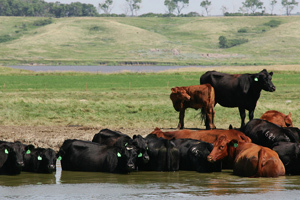 Ag Department launches cattle contracts library urged by Johnson - Vimarsana News