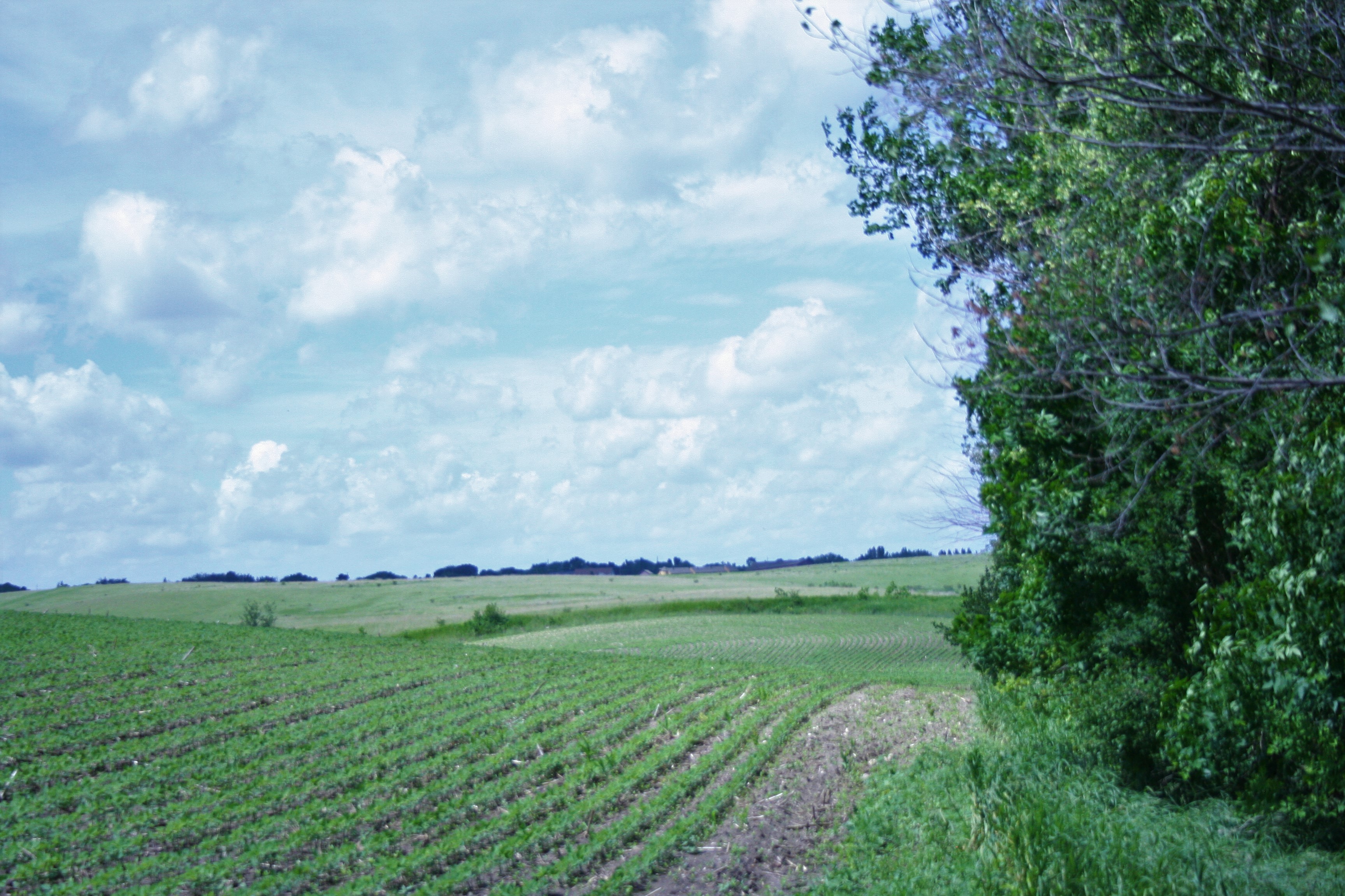 Cooperative farming opportunity available near Fergus Falls - Vimarsana News