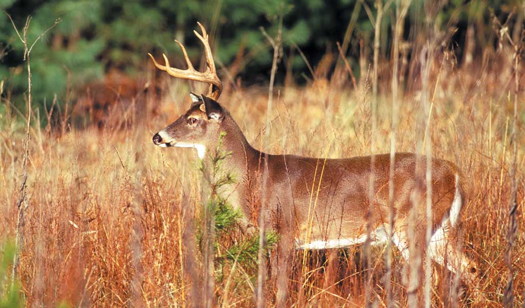 Warmer temps may slow deer harvest, DNR says - Vimarsana News