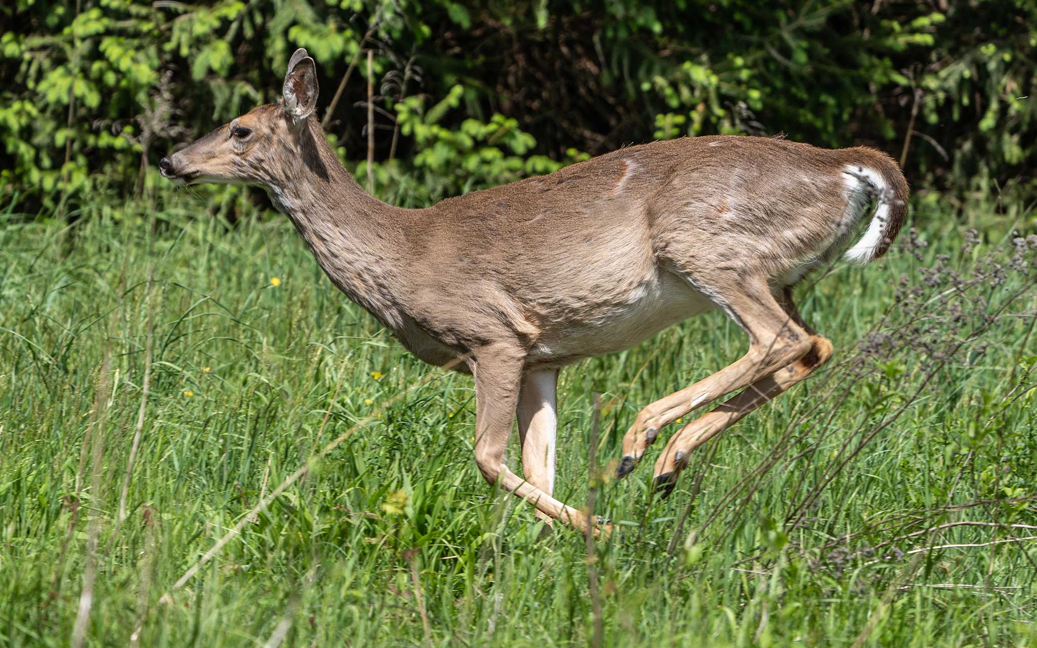 DNR invites conversation about deer - Vimarsana News