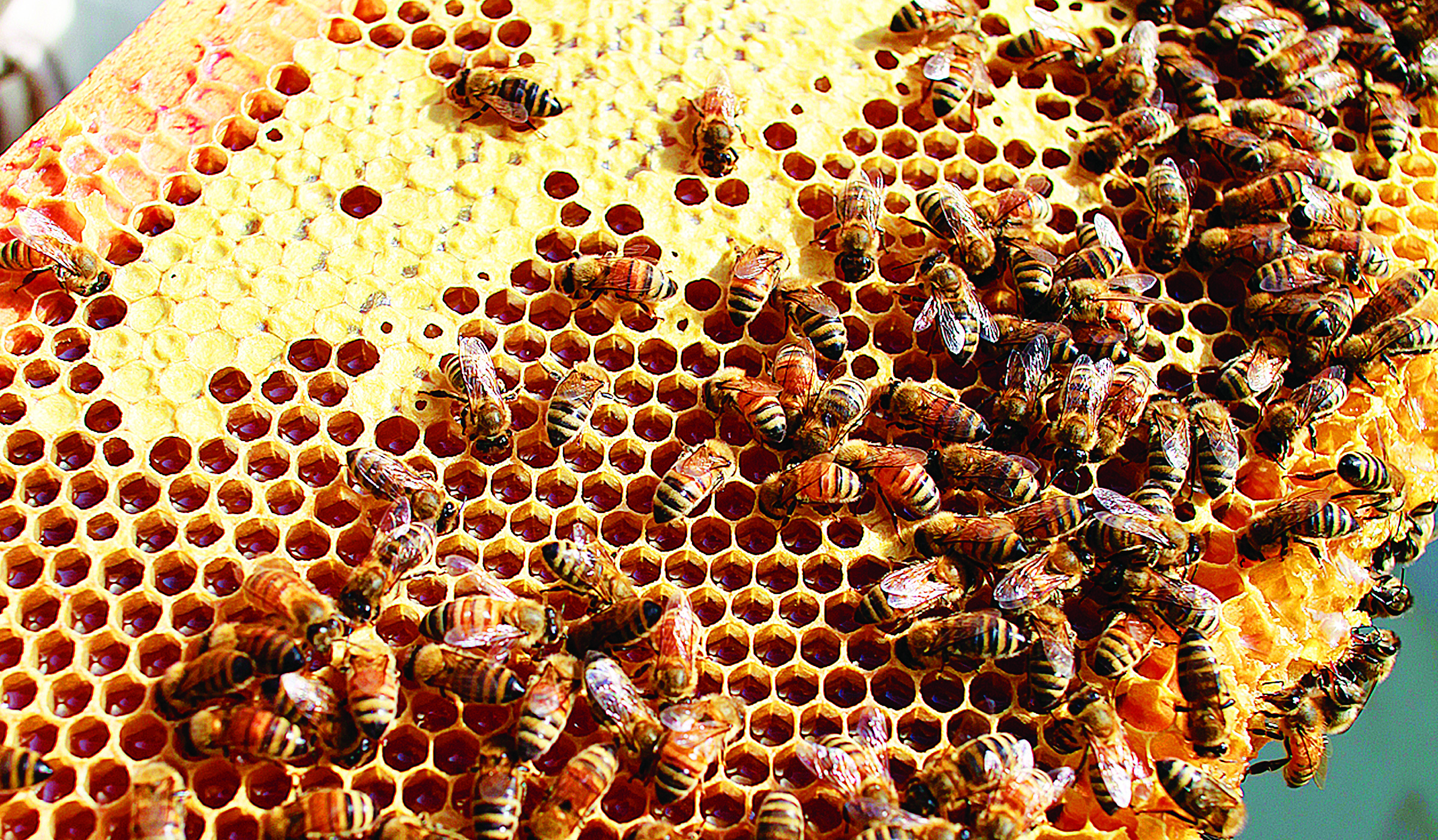 Virtual beekeeping symposium set for Feb. 12 - Vimarsana News