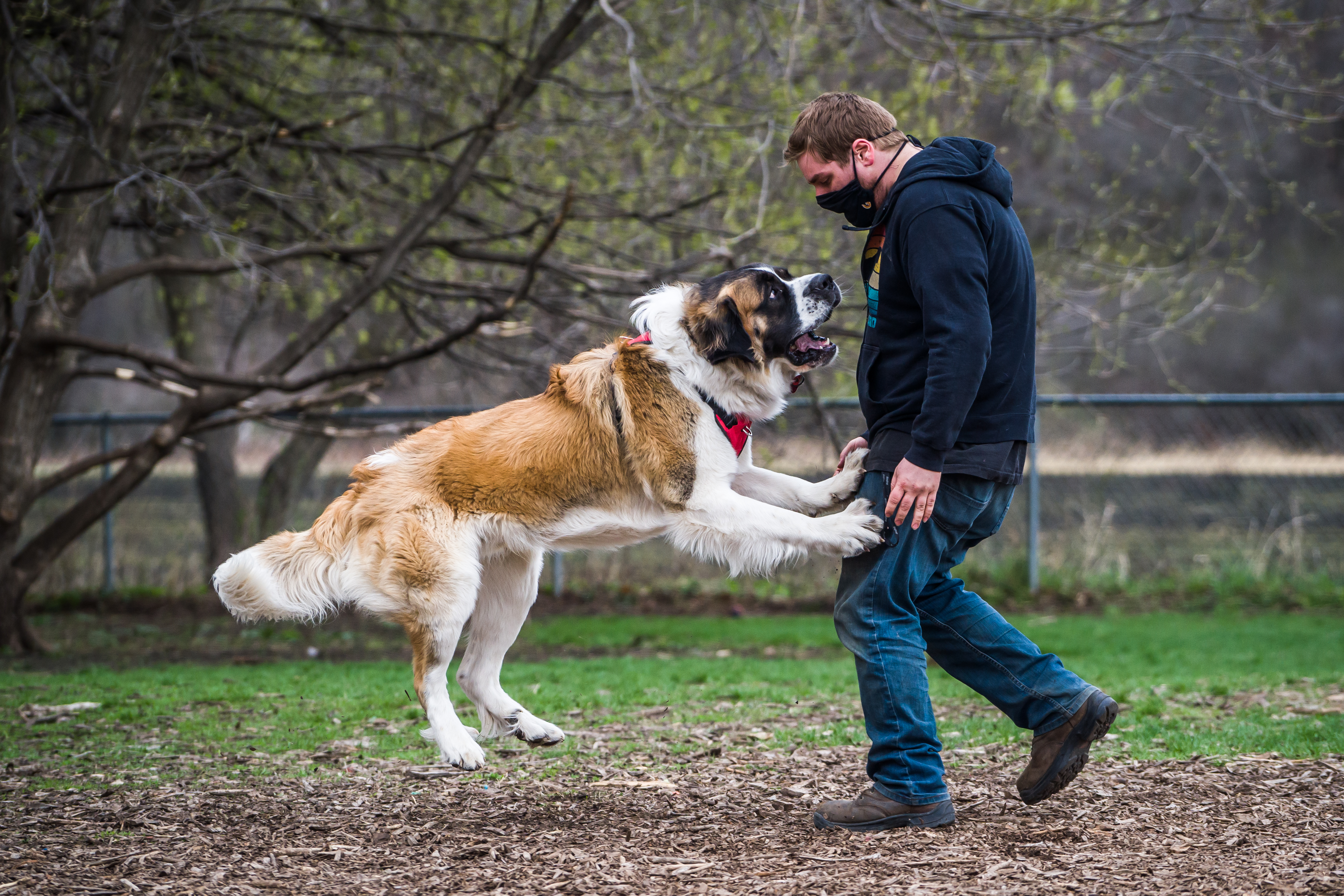 Rochester dog park proposal gets room to run - Vimarsana News