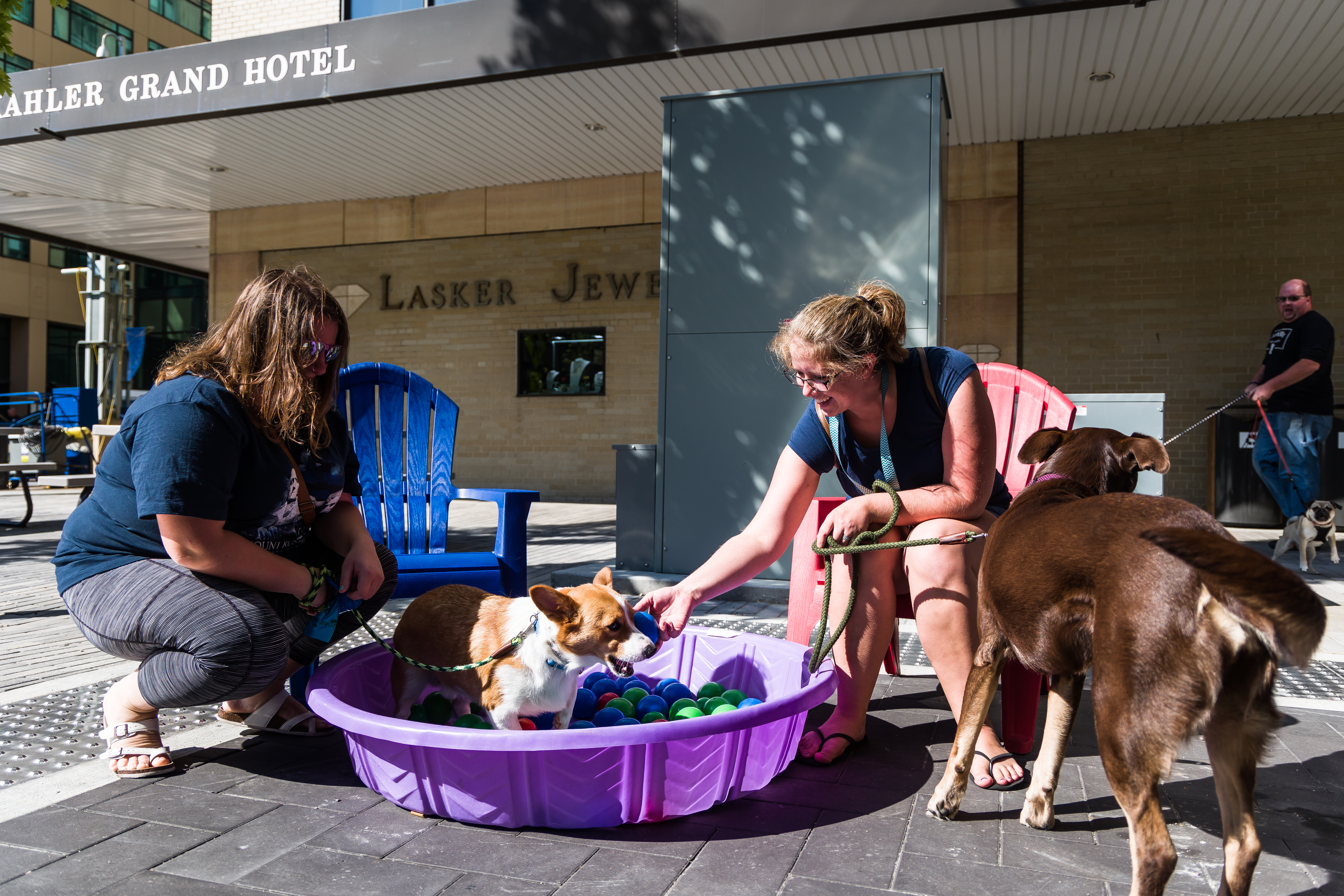 Events for dogs? This weekend is packed in Rochester - Vimarsana News