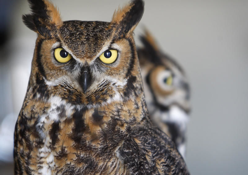 5 things to know about this year's International Festival of Owls - Vimarsana News