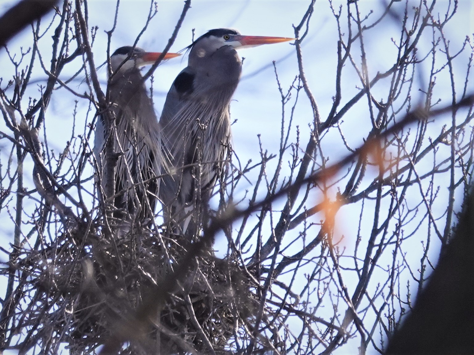 Decision delayed on heron nest site development in Rochester Township - Vimarsana News