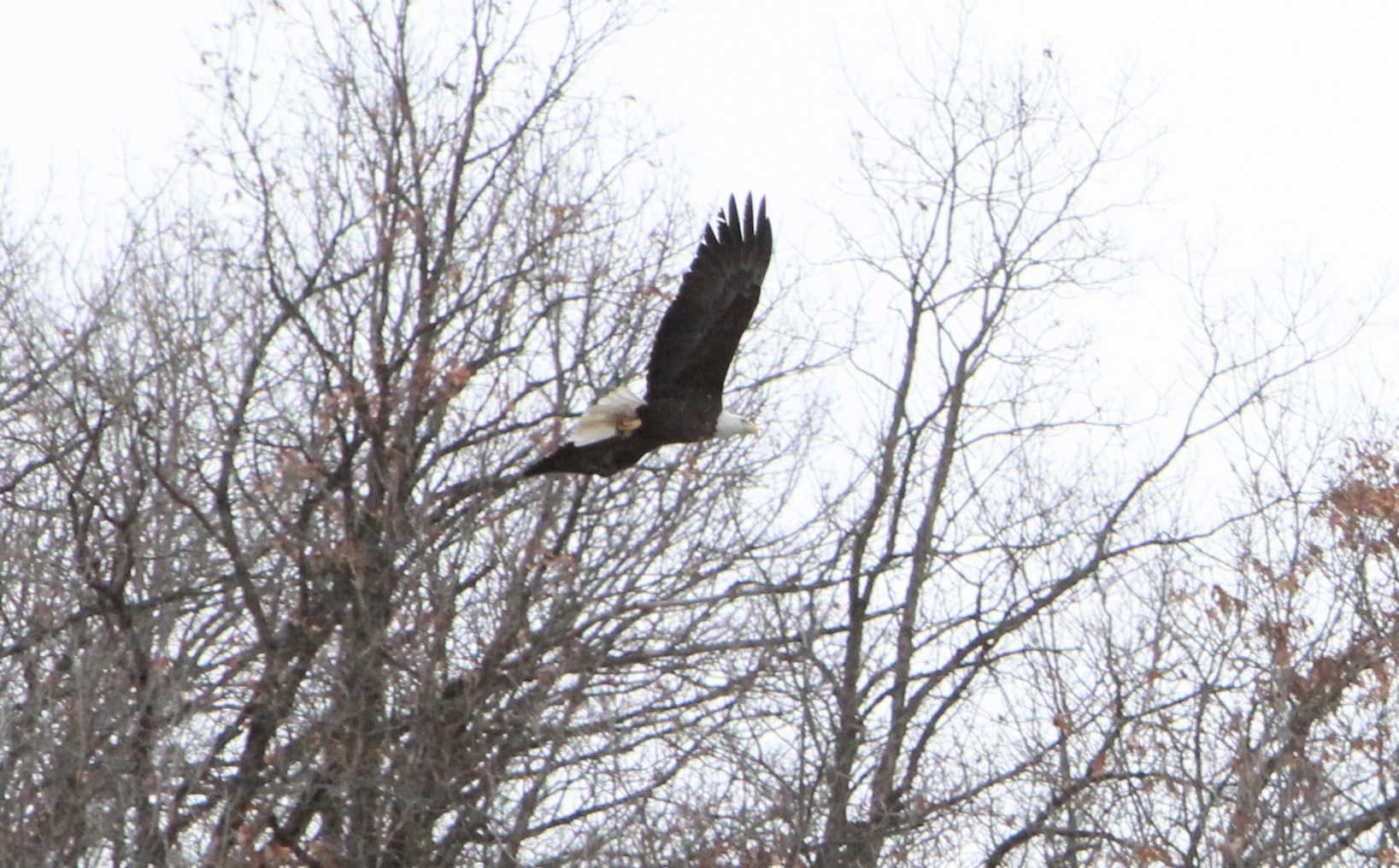 An eye out for eagles: Trek through Wabasha County adds to yearly count of raptors - Vimarsana News