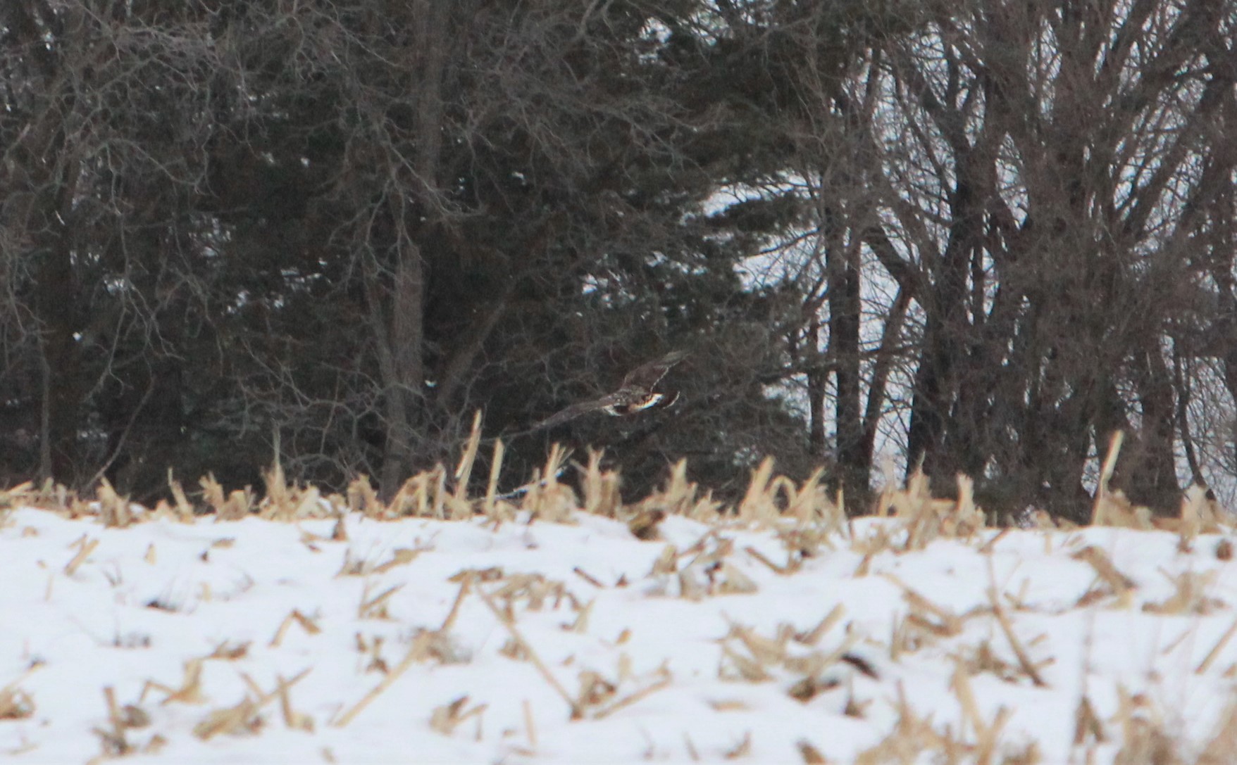 Area briefs: Golden eagle numbers a little low in annual winter survey of raptors - Vimarsana News