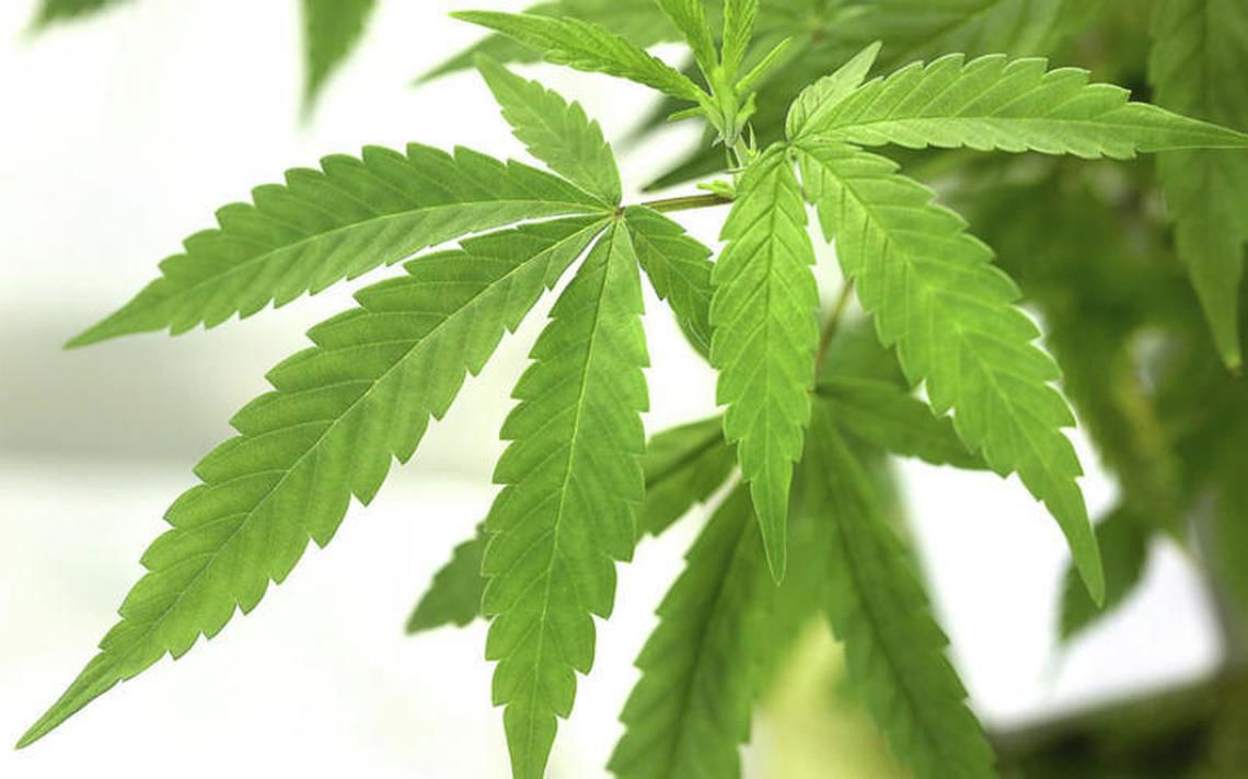 Cannabis retail limit put on hold in Rochester - Vimarsana News