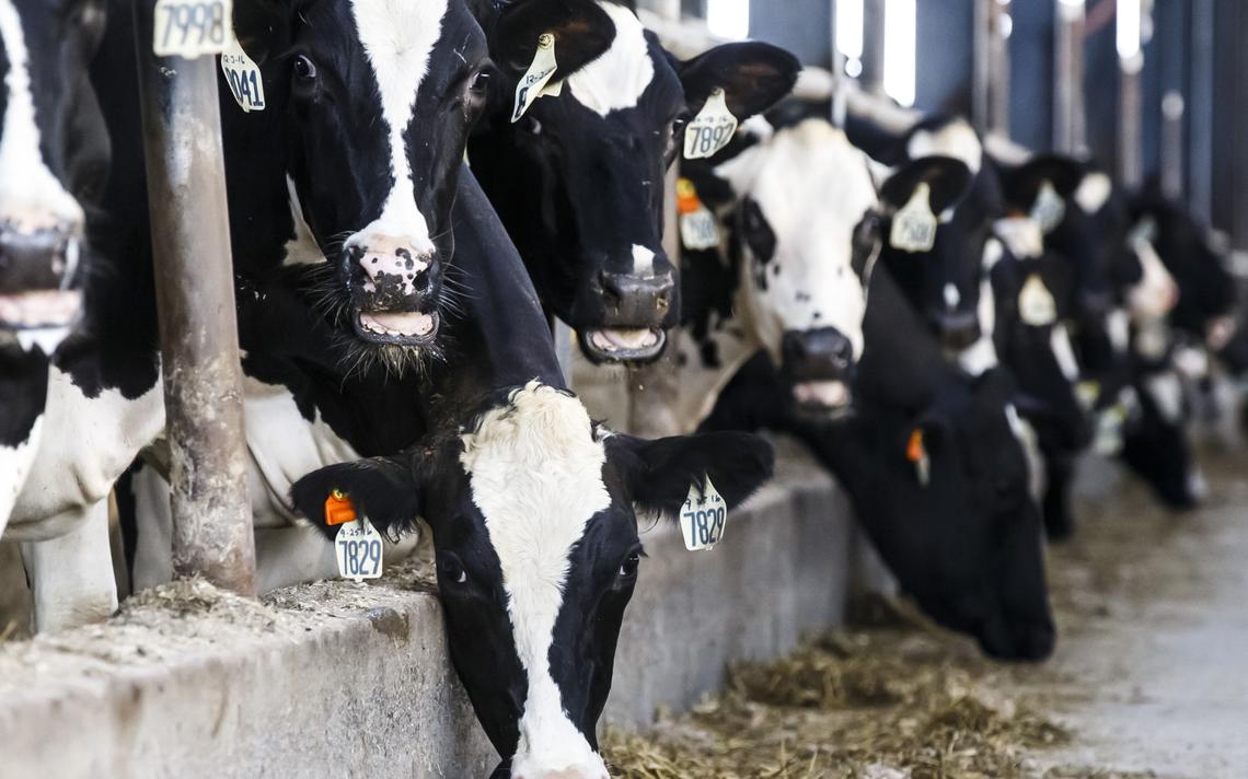 Judge: Winona County board 'severely tainted' in decision against Daley Farm - Vimarsana News