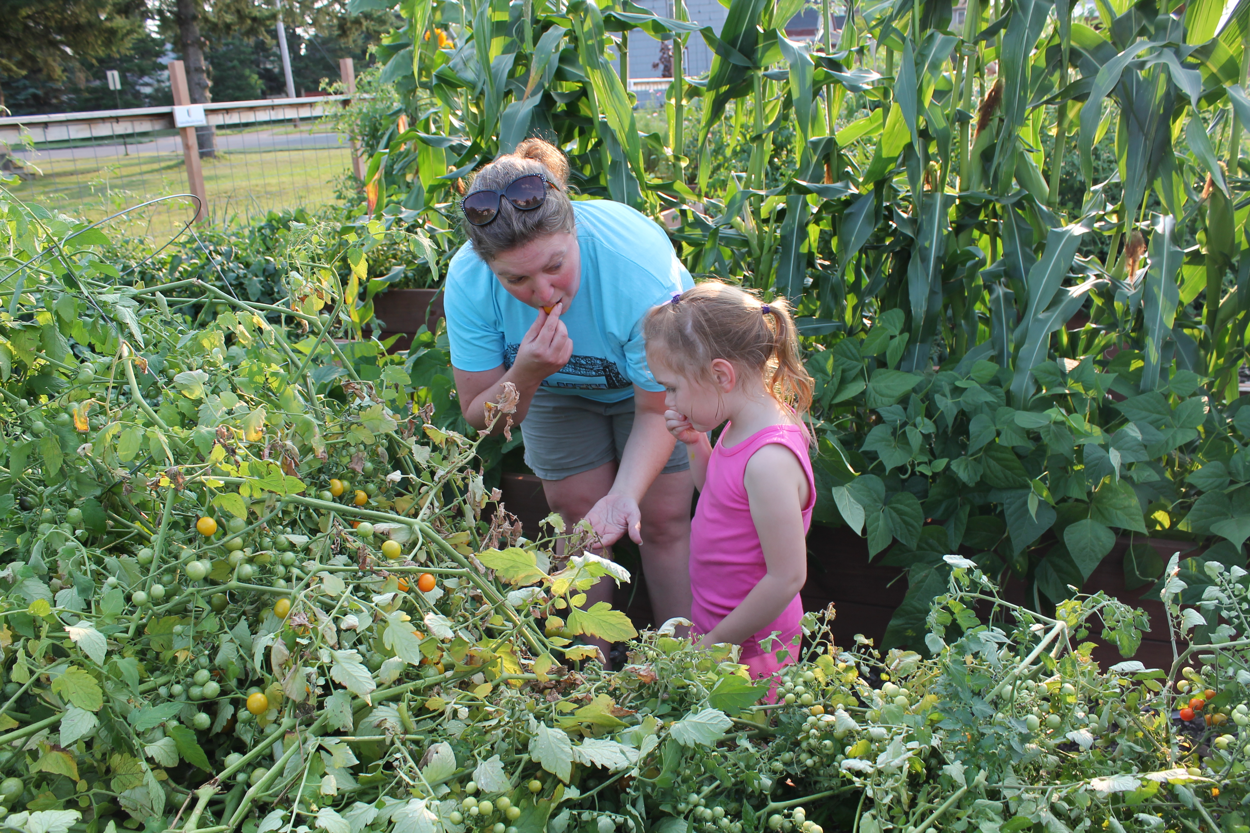Online course offers troubleshooting skills for gardeners - Vimarsana News