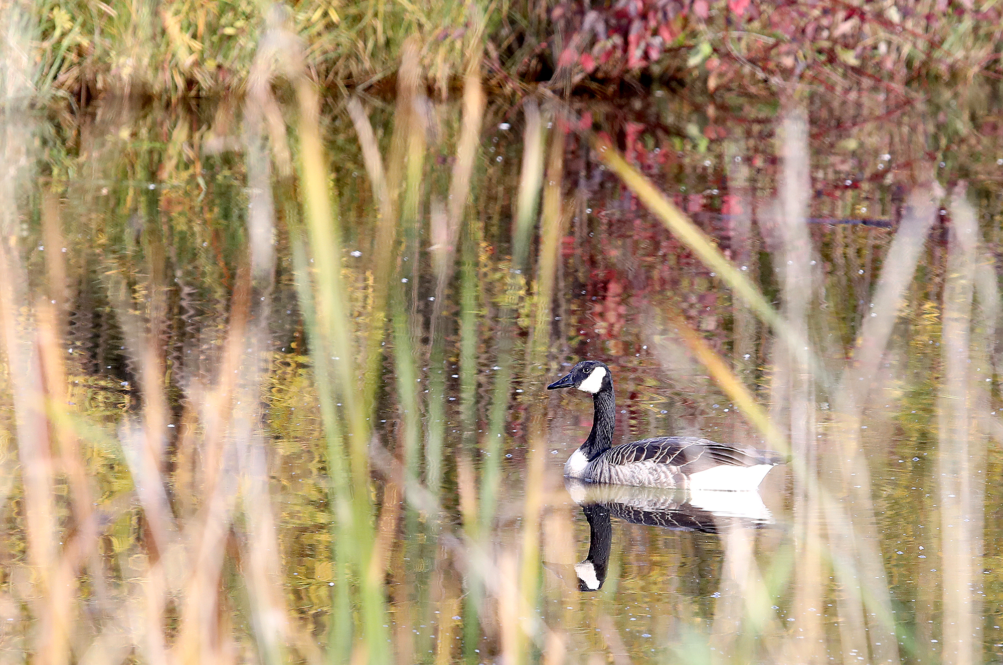 Brule River trek aims to curtail invasive cattails - Vimarsana News