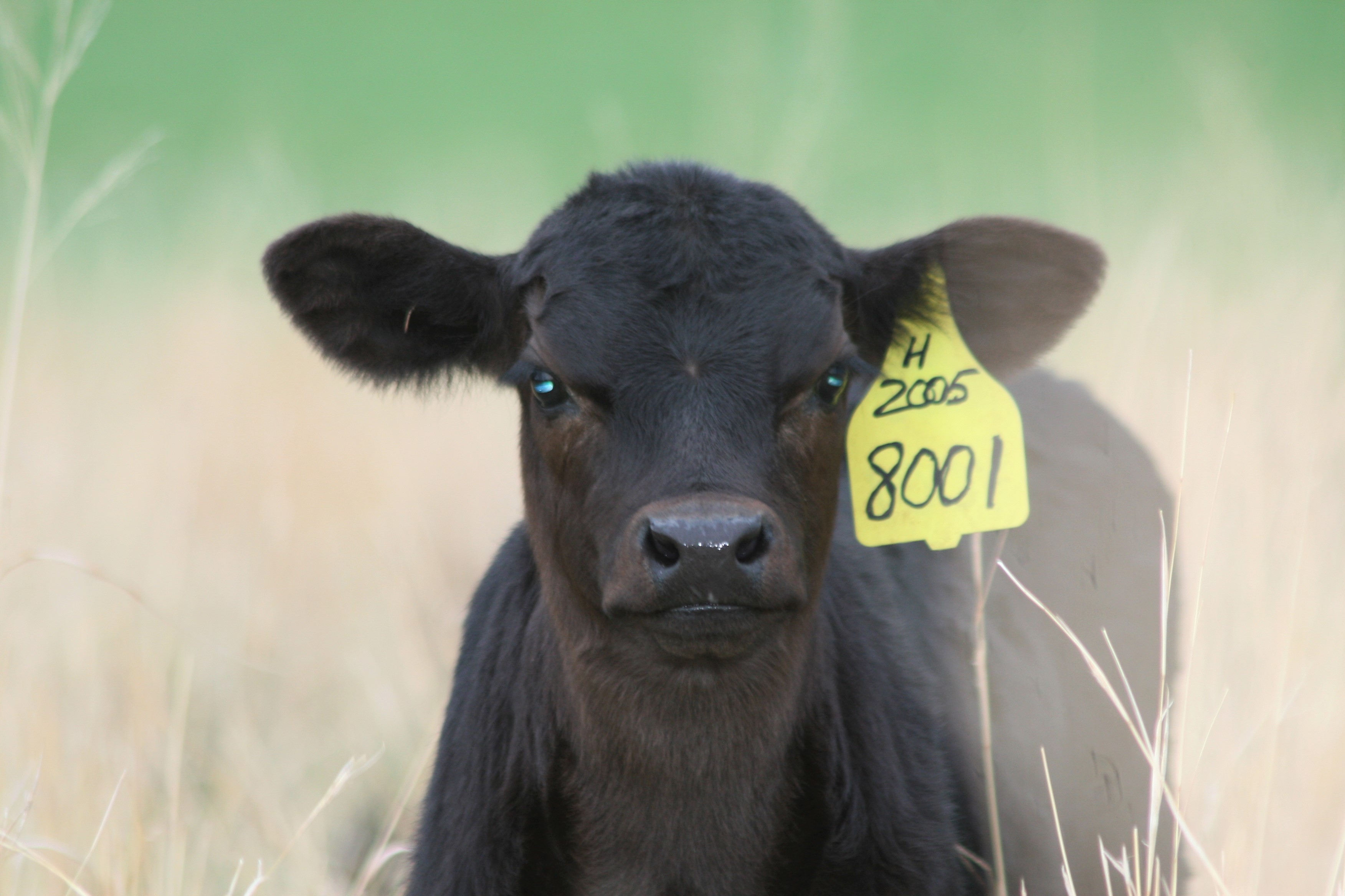 Minnesota summer beef tour offered on July 12 - Vimarsana News