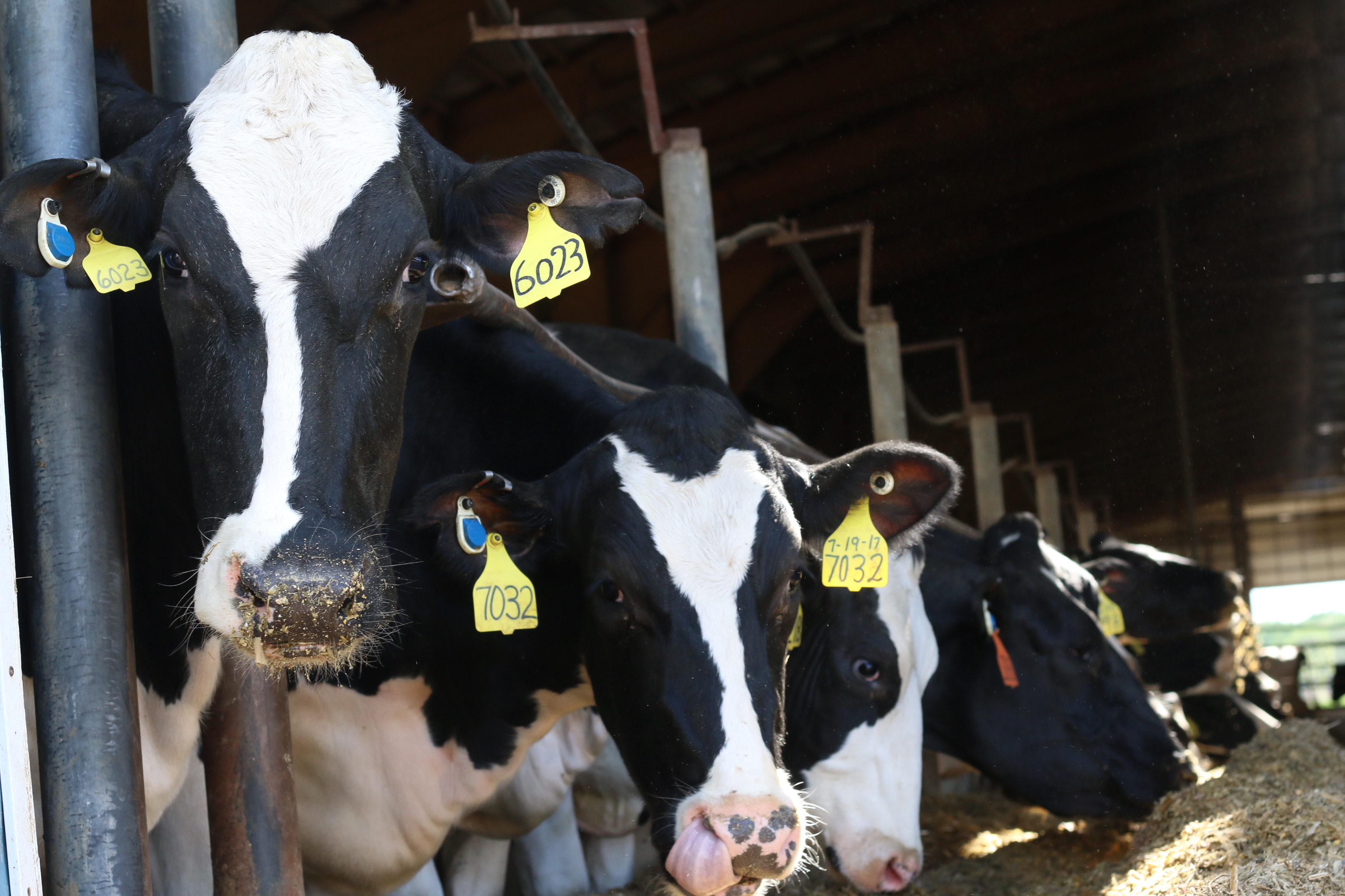 These area dairy farms were recognized for low somatic cell counts - Vimarsana News