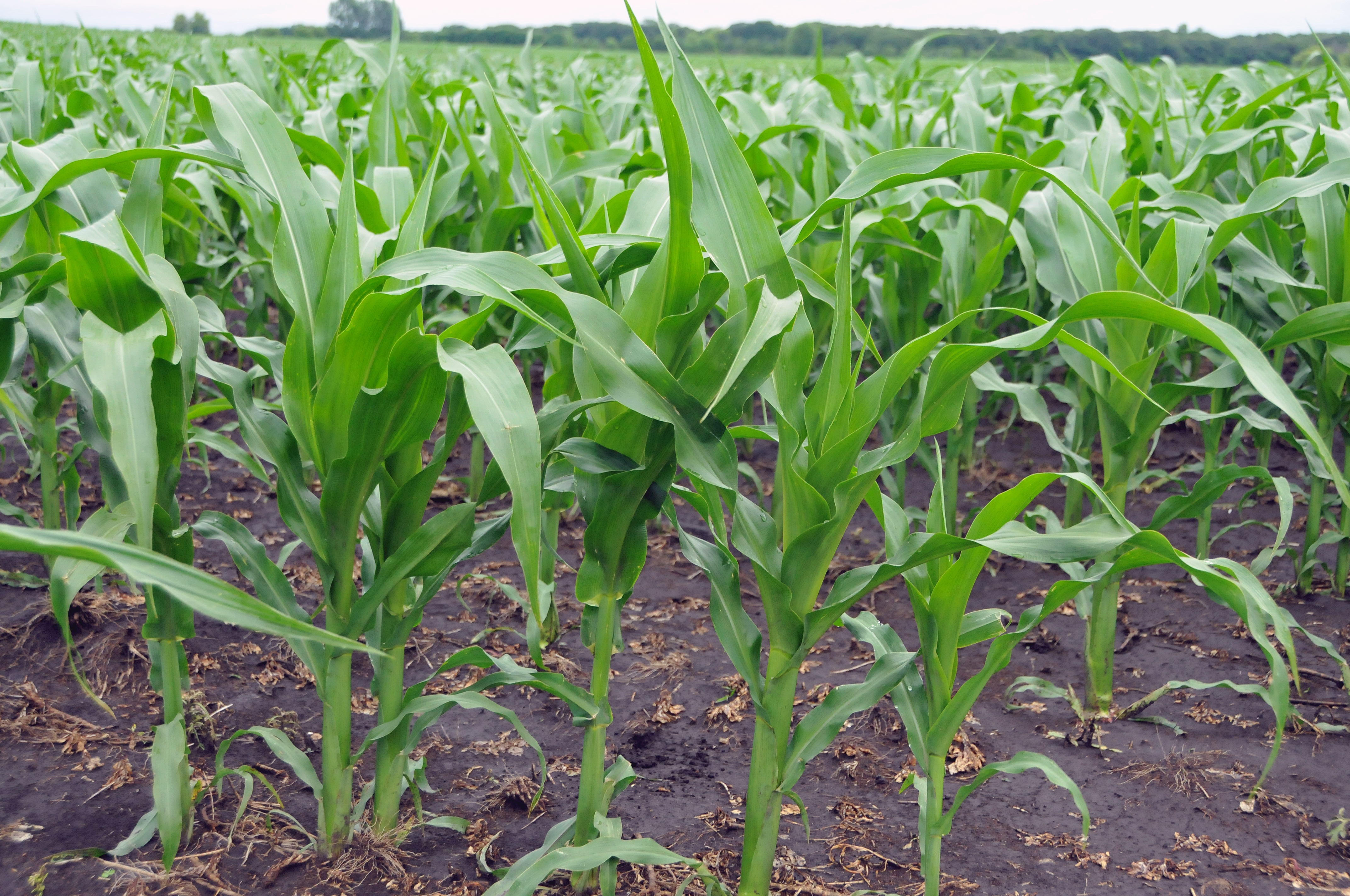 Sulfur's affect on crops examined - Vimarsana News