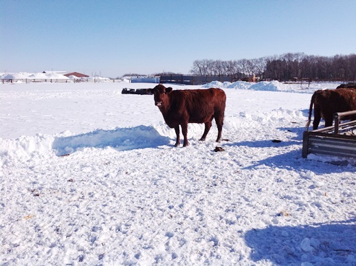 Beef selection webinars planned for February, March - Vimarsana News