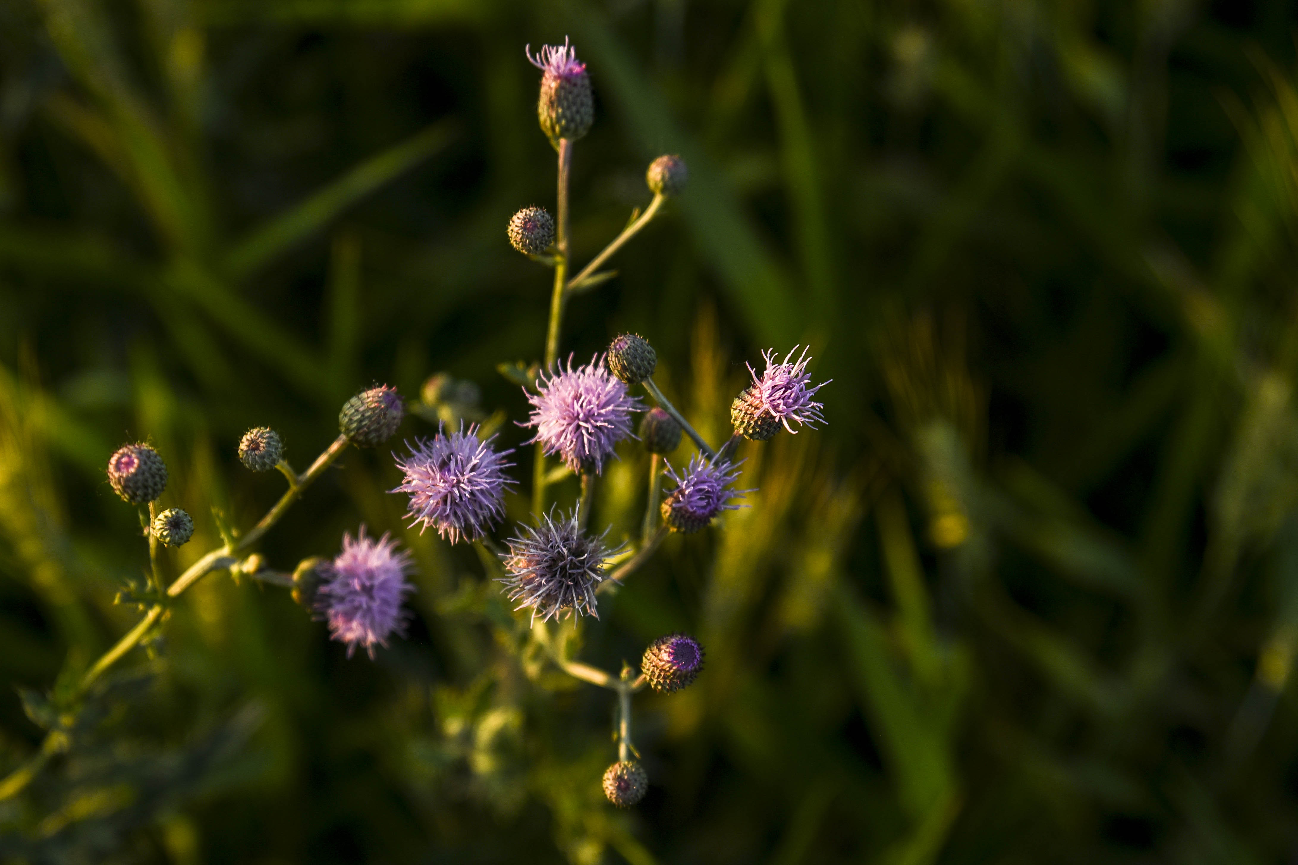 Tribal chairman asks Yellow Medicine County for clarity following prickly confrontation with weed inspector - West Central Tribune - Vimarsana News