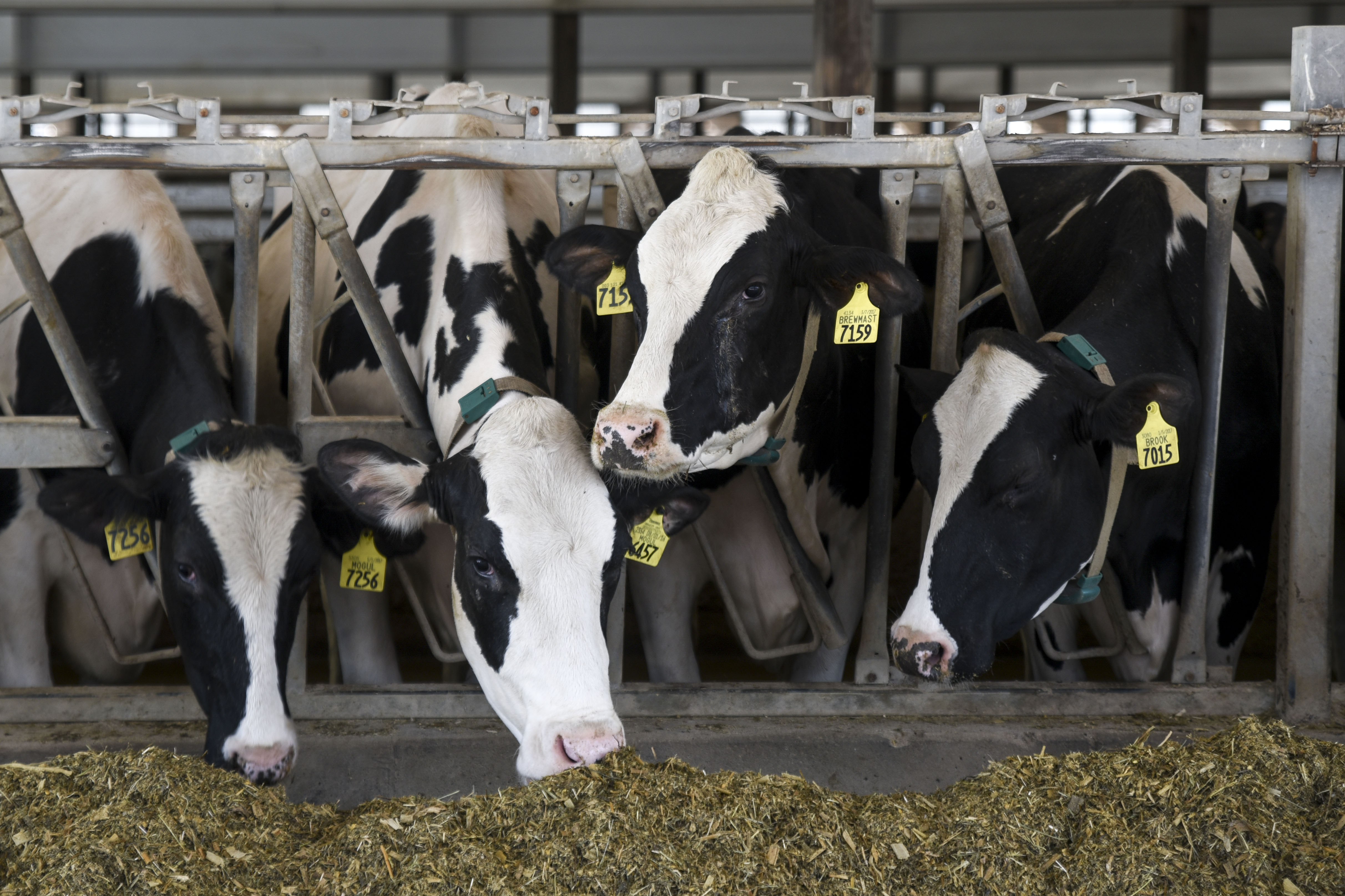 Starbuck dairy farmer inducted into Minnesota Livestock Breeders' Association Hall of Fame - Vimarsana News
