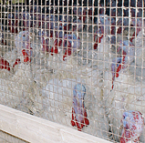 Avian flu confirmed in Meeker and Mower counties in Minnesota - Vimarsana News