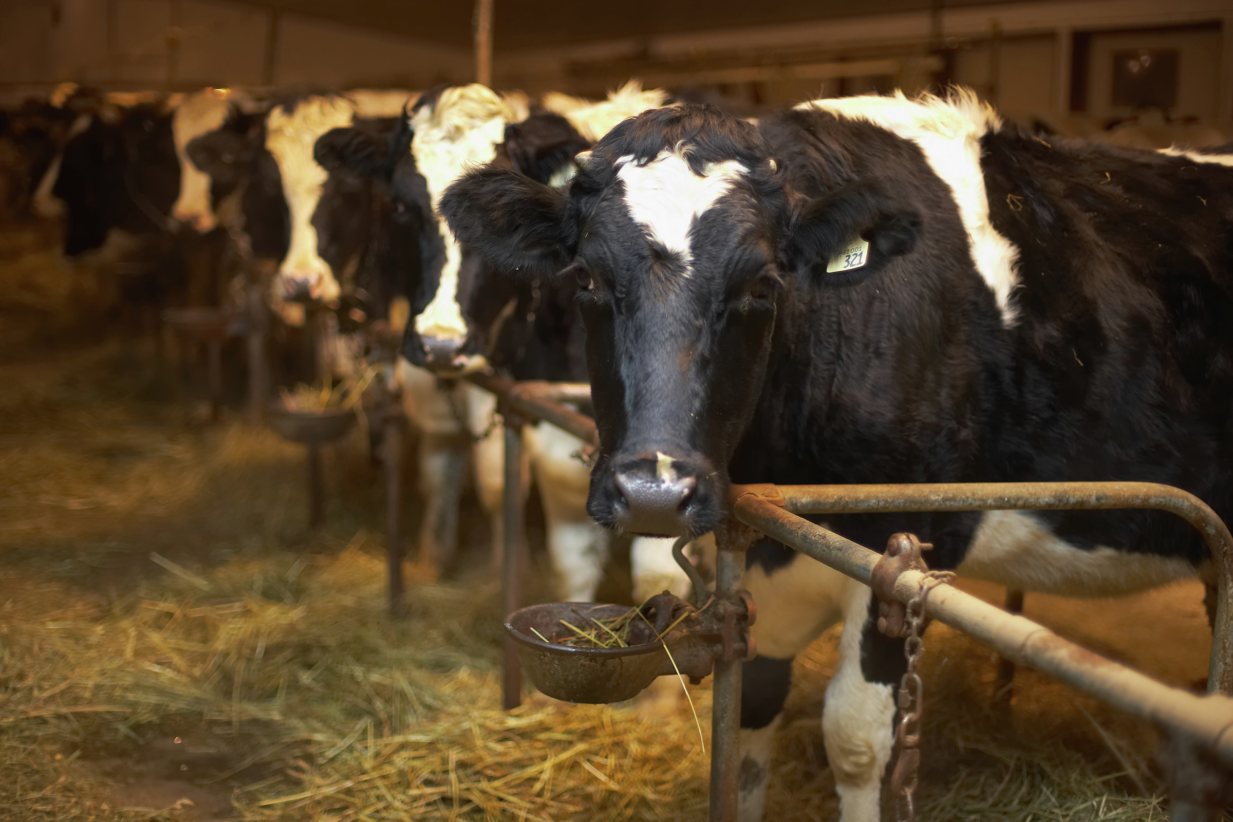 Minnesota's first case of avian flu in cattle detected in Benton County dairy herd - Vimarsana News