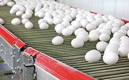 Froma Harrop: Egg prices are already cracking - Vimarsana News
