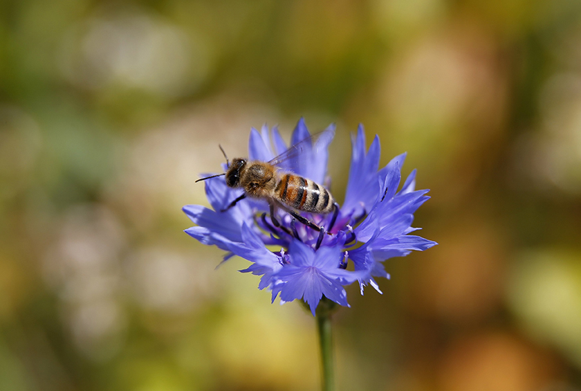 Master Gardner Sue Morris: Help Minnesota's bee population by following these gardening tips - Vimarsana News