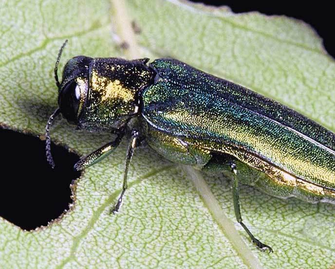 Arrival of emerald ash borer has Kandiyohi County, Minnesota Department of Agriculture on alert - Vimarsana News