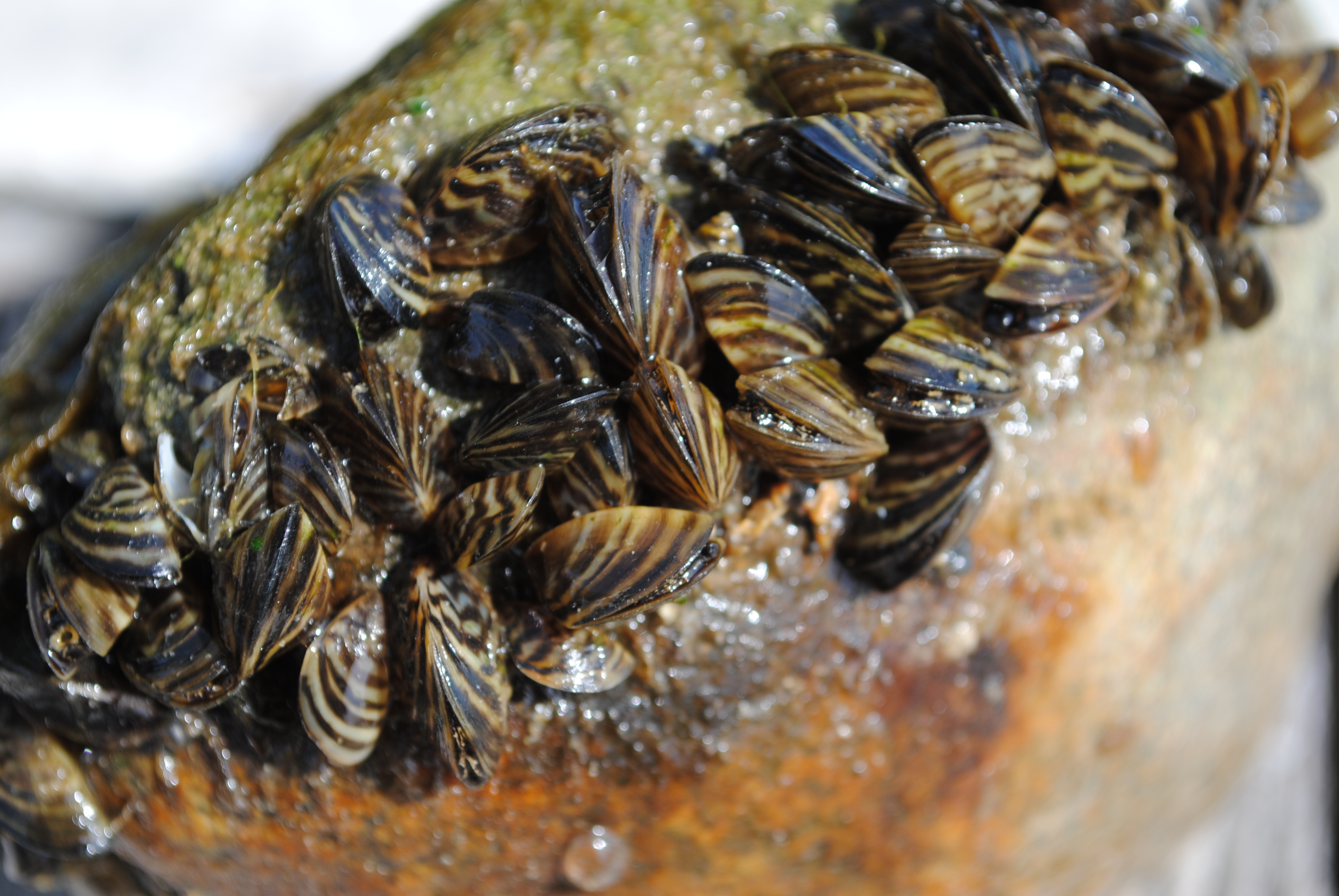 Minnesota Department of Natural Resources confirms zebra mussels in Long Lake by Hawick - Vimarsana News