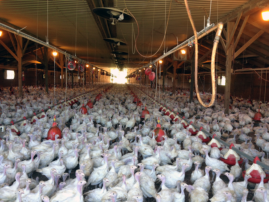 Minnesota Board of Animal Health says avian flu confirmed in Meeker County turkey flock - Vimarsana News